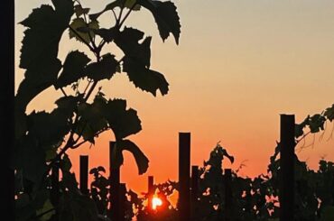 Wine needs a new social contract