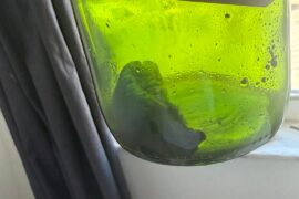 What is this in the bottle ?