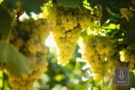 PNW Chenin Blanc Powerhouse?