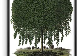 Where to find wall art?