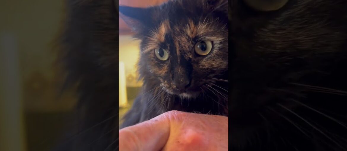 5-Minute French Press Coffee Tutorial (Light Roast Tips!) #frenchpresscoffee #coffee #coffeelover