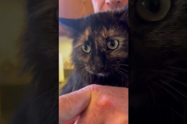 5-Minute French Press Coffee Tutorial (Light Roast Tips!) #frenchpresscoffee #coffee #coffeelover