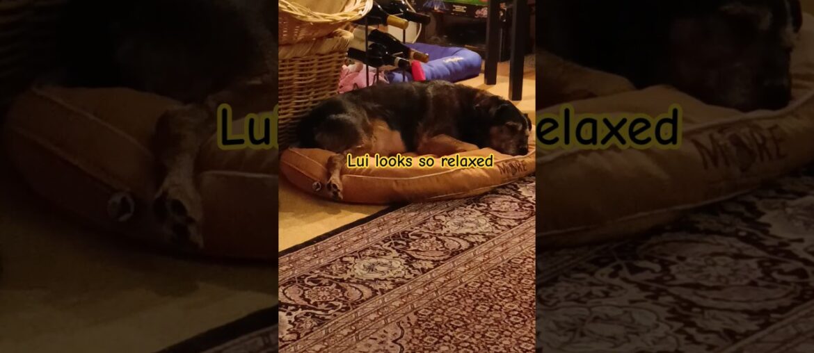 Samstag Abend bei Lui, am Kamin, Wein & french music #shorts #dog #relaxing #music #weekend