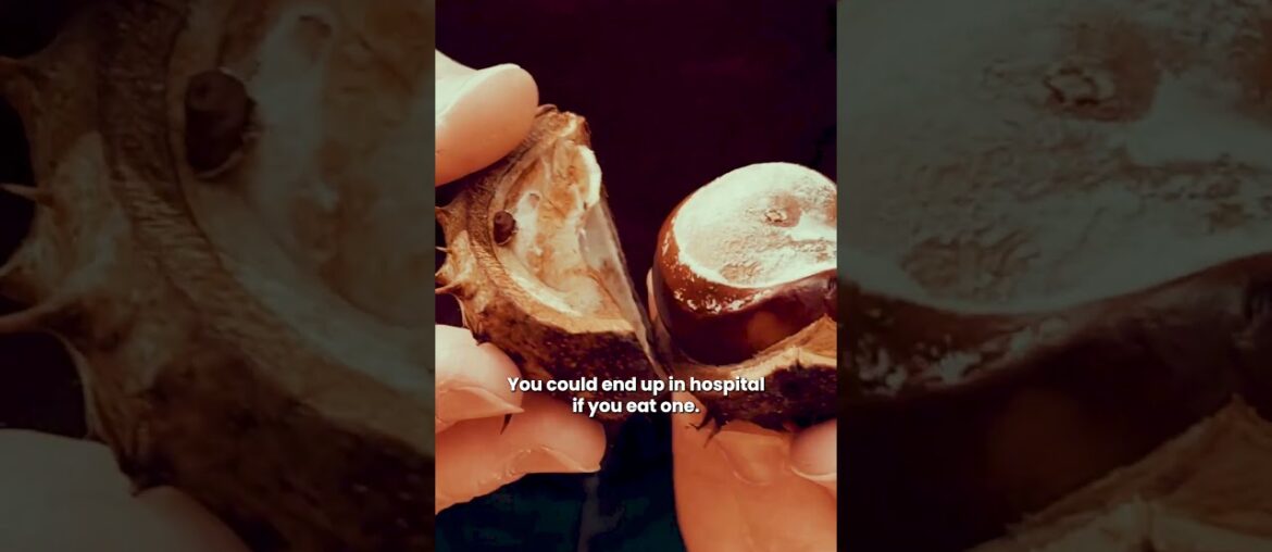 Learn all about French chestnuts 🌰| Meet The Maker 👨‍🌾