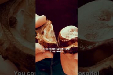 Learn all about French chestnuts 🌰| Meet The Maker 👨‍🌾