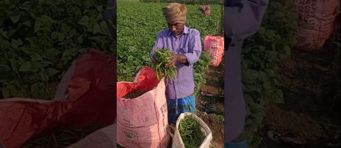 Sunrise French Beans Harvesting in the Field #shorts