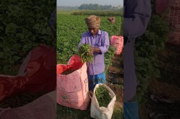 Sunrise French Beans Harvesting in the Field #shorts