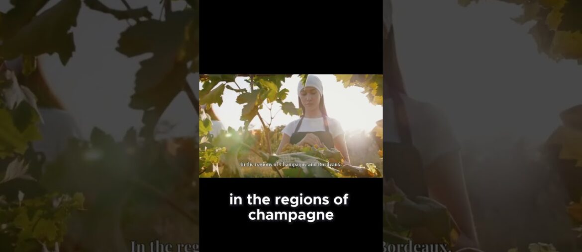 How the 1811 Comet Sparked a Legendary Vintage in France’s Wine Country!