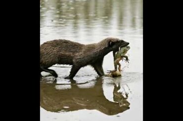 French cuisine... but make it bush-style survival edition! 🐸🌿💦