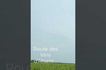 Alsace vineyards France a lovely drive #france #alsace #pinotnoir #peterenaulttrvlvlog #kaysersberg