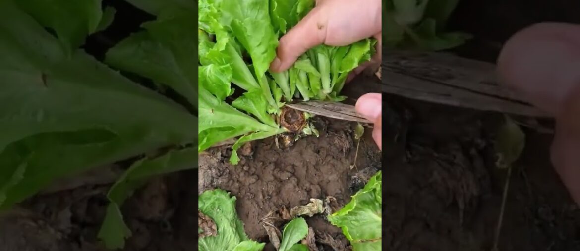 The Secret to a 5-Star Salad (That Isn’t Kale) ⭐🥗 #farming #herbalism #permaculture #gardening The Secret to a 5-Star Salad (That Isn’t Kale) ⭐🥗 #farming #herbalism #permaculture #gardening