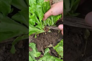 The Secret to a 5-Star Salad (That Isn’t Kale) ⭐🥗 #farming #herbalism #permaculture #gardening
