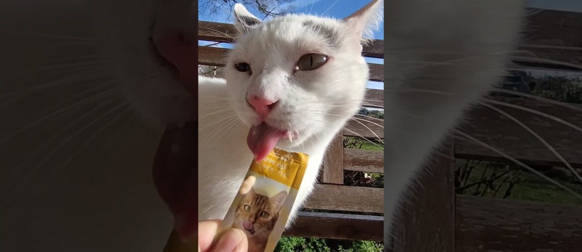 Oscar & Sammy the Gourmet Cats