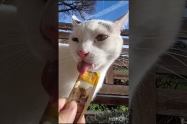 Oscar & Sammy the Gourmet Cats