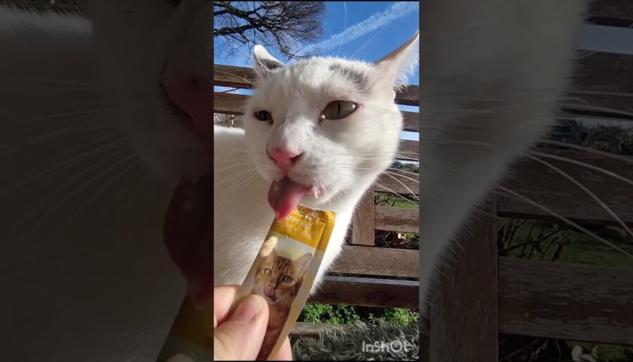 Oscar & Sammy the Gourmet Cats