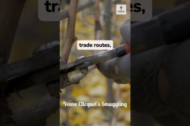 The Widow Who Built an Empire: The Story of Veuve Clicquot #worthitwines  #champagne #winehistory