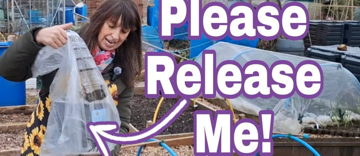 A New Arrival! More Tips! / Feel Good Garden UK Allotment Plot