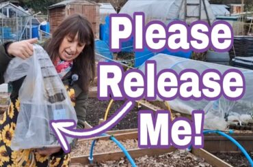 A New Arrival! More Tips! / Feel Good Garden UK Allotment Plot