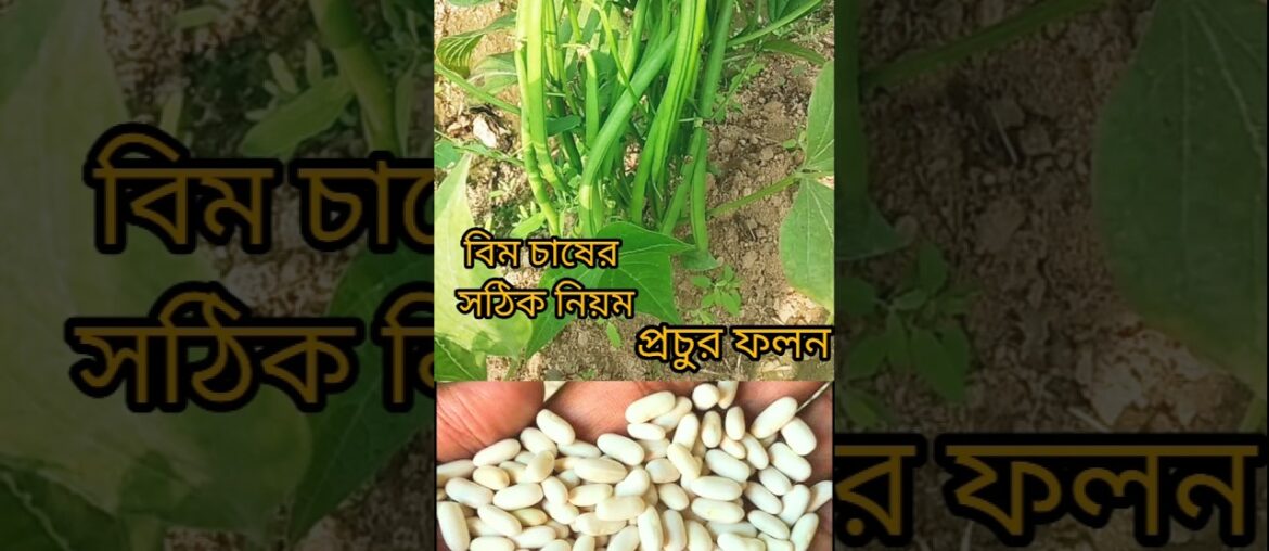 Meet French Beans plant in my kitchengarden #shorts #saag