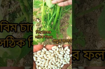 Meet French Beans plant in my kitchengarden #shorts #saag
