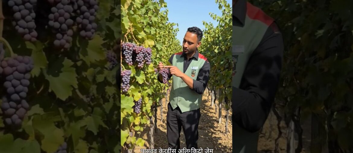 Champagne wine from franch 🍾 #champagne #wine #france #viralshorts #viralsong