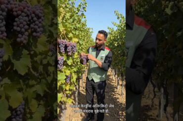 Champagne wine from franch 🍾 #champagne #wine #france #viralshorts #viralsong