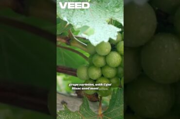 What is Cognac in Hospitality?