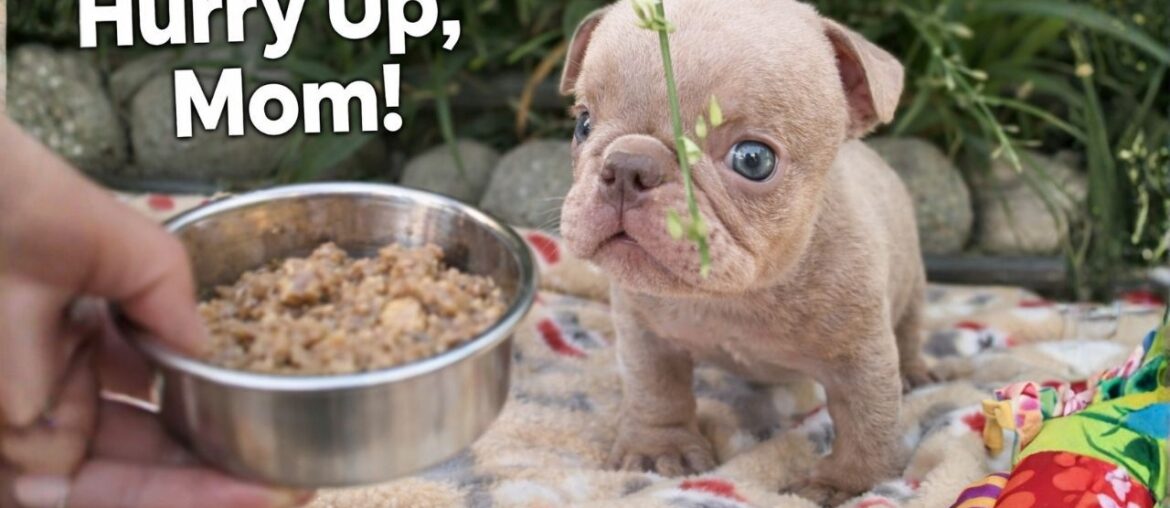 “Hurry Up, Mom!” Tiny Puppy Impatiently Waits for His Gourmet Breakfast 😂🐶