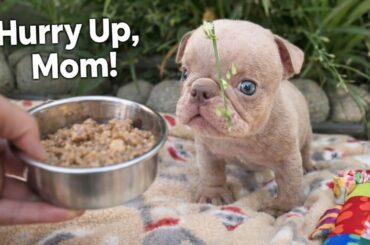 “Hurry Up, Mom!” Tiny Puppy Impatiently Waits for His Gourmet Breakfast 😂🐶