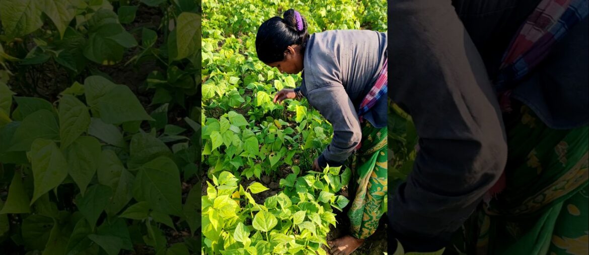 Fresh From the Farm! French Beans Harvest & Packing by Farmers #shorts