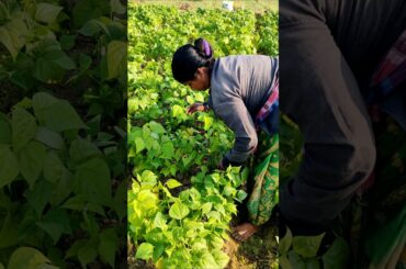 Fresh From the Farm! French Beans Harvest & Packing by Farmers #shorts