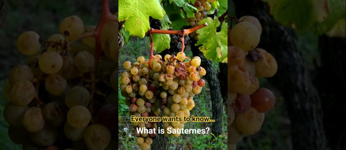 What is Sauternes? #bordeaux #wineeducation #frenchwine What is Sauternes? #bordeaux #wineeducation #frenchwine
