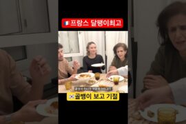 🇫🇷 !한국 골뱅이 '압도적 크기'에 집단 멘붕 온 프랑스 미식가들 ㅋㅋㅋ #Shorts #외국인반응 #골뱅이 #리액션