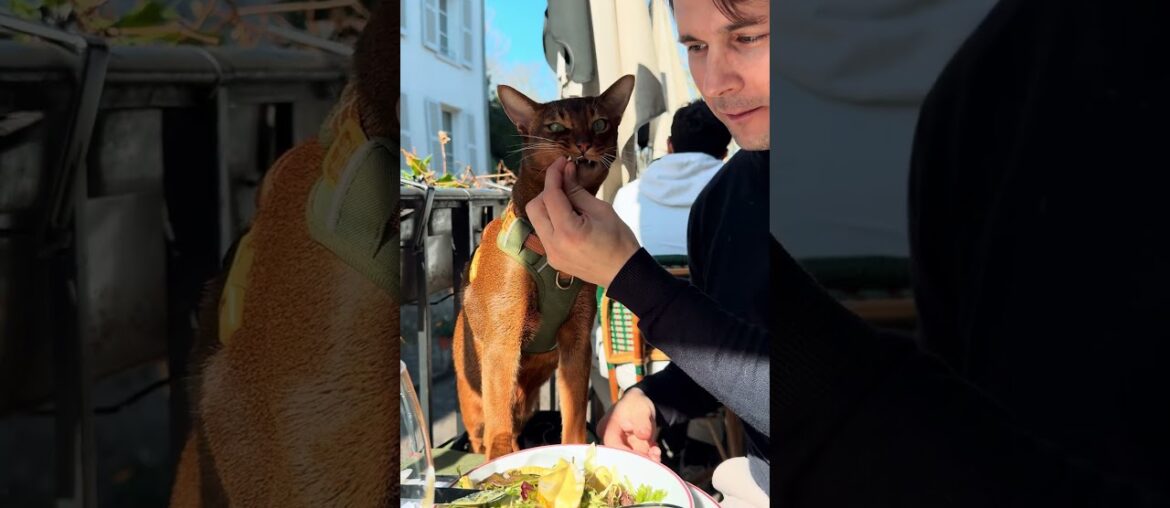 Un Gatto al ristorante francese 🇫🇷