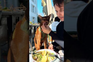 Un Gatto al ristorante francese 🇫🇷