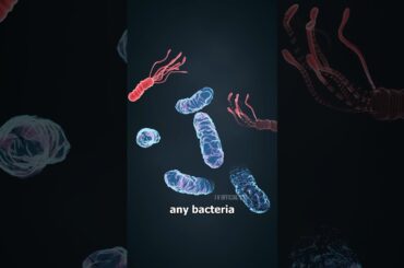 Snail se banne wali khaas French dish