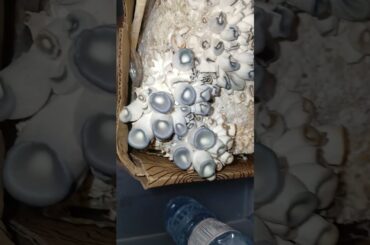 day 13? #oyster #mushrooms home grow kit #gourmet