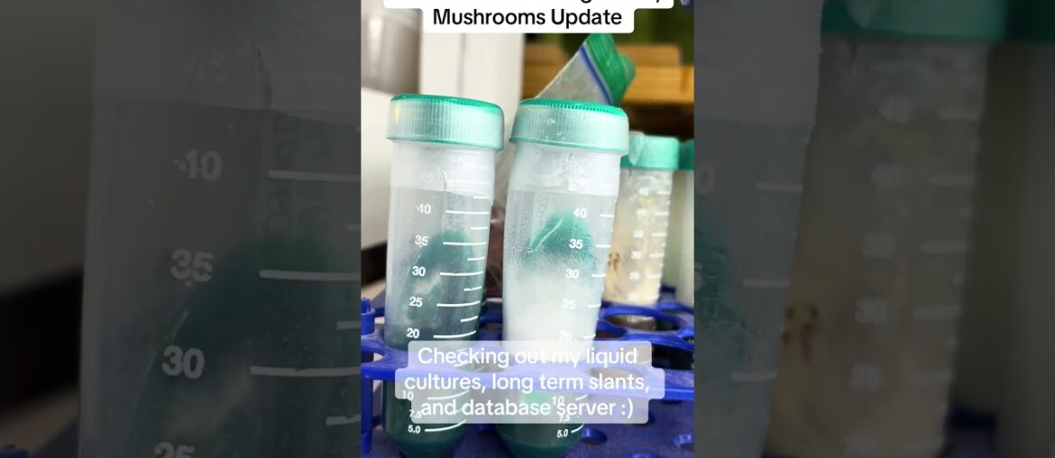 20260213 KC Viking Farms, Mushrooms Update. Some wins and some losses :) #gourmet #mushroom