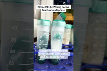 20260213 KC Viking Farms, Mushrooms Update. Some wins and some losses :) #gourmet #mushroom