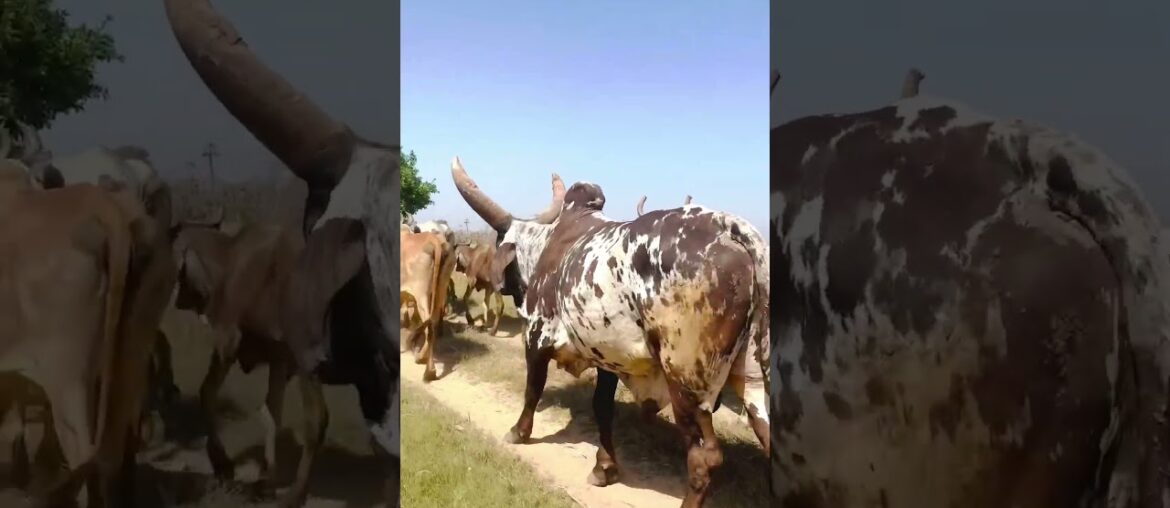 #Gourmet #shorts #shortvideo #short #shortsfeed #youtube#youtubeshorts #viralvideo #funny #yt