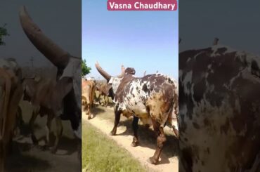 #Gourmet #shorts #shortvideo #short #shortsfeed #youtube#youtubeshorts #viralvideo #funny #yt