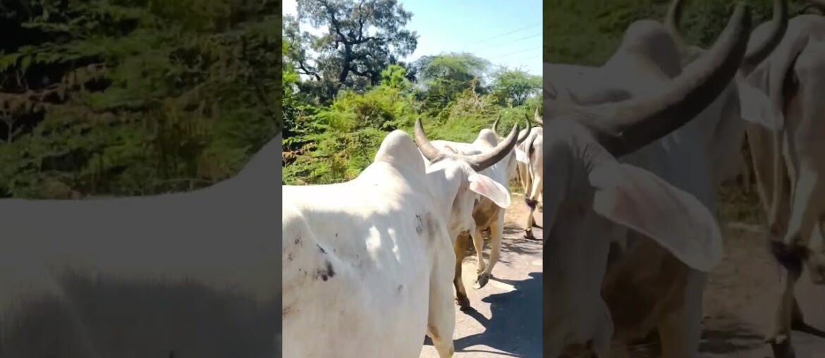 #Gourmet #shortvideo #youtube #youtubeshorts #explore#shortsfeed #subscribe #shorts #viralvideo