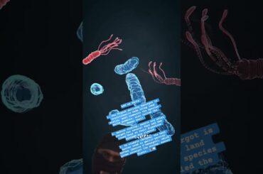 The French delicacy Escargot is traditionally made using land snails #zachdfilms