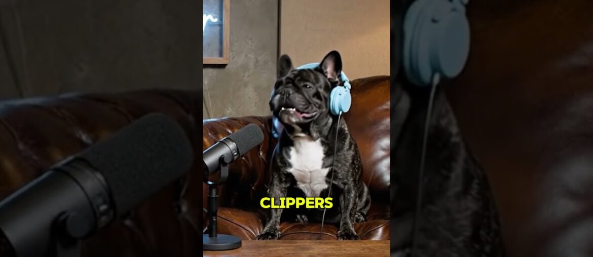 Ear Scratches or Sausage? 😂 Funny Dog Podcast Paws On Air #dogpodcast #dogtalk #funnydogs #frenchie Ear Scratches or Sausage? 😂 Funny Dog Podcast Paws On Air #dogpodcast #dogtalk #funnydogs #frenchie