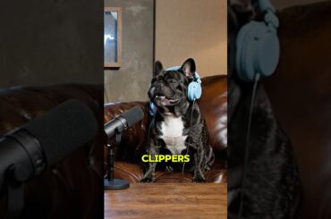 Ear Scratches or Sausage? 😂 Funny Dog Podcast Paws On Air #dogpodcast #dogtalk #funnydogs #frenchie