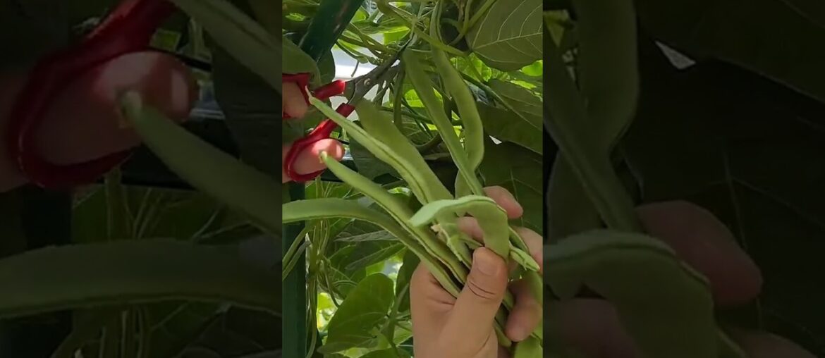 Harvesting French Beans🤯 #vegetables#farming#satisfying#frenchbeans#summer#organicfarming#nature