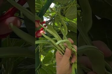 Harvesting French Beans🤯 #vegetables#farming#satisfying#frenchbeans#summer#organicfarming#nature