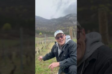 Wine begins here, in the vineyard.