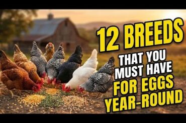 12 Chicken Breeds That Lay All Year: More Profitable Than Hybrids!