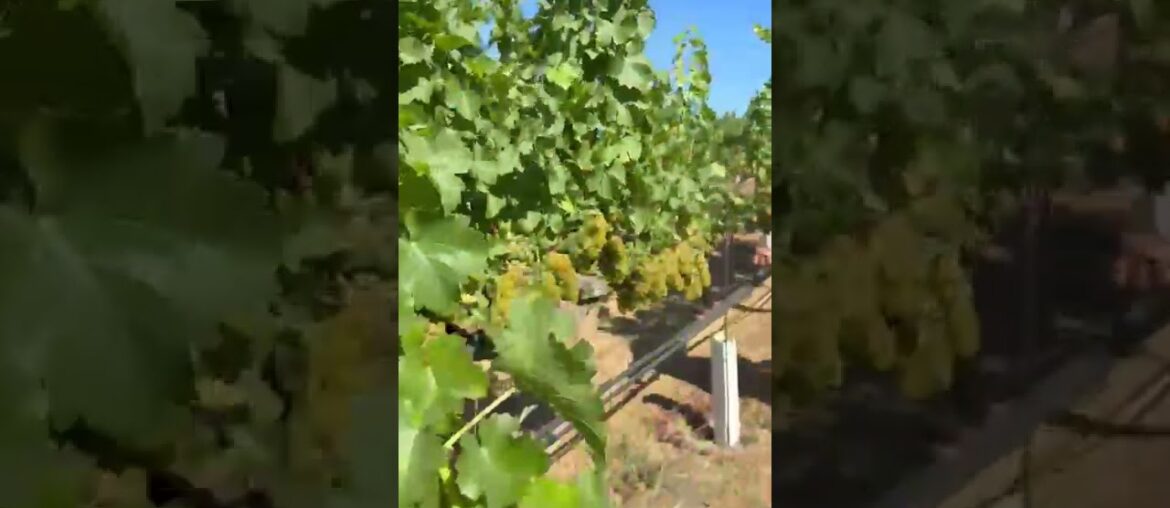 Discover the 2025 Candia Cellars Sauvignon Blanc from Chalk Hill Discover the 2025 Candia Cellars Sauvignon Blanc from Chalk Hill